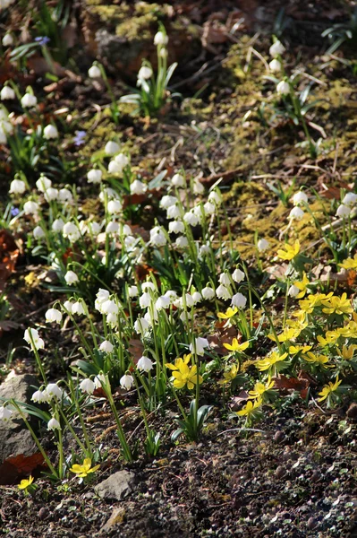 Schneeglöckchen blühen im Frühlingsgarten — Stockfoto