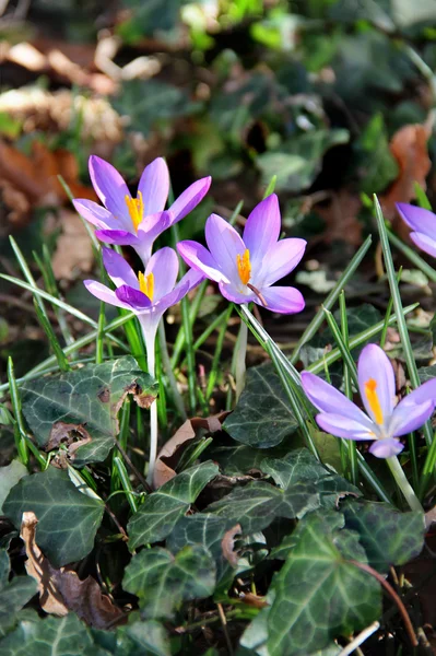 Crocus en flor en el jardín de primavera — Foto de Stock