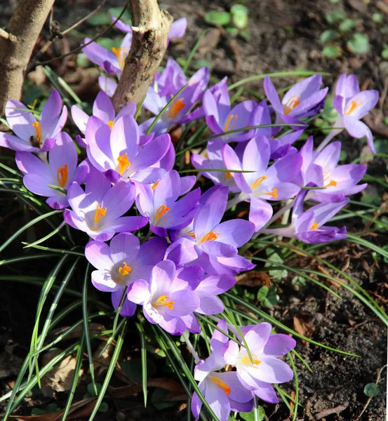 Krokusse blühen im Frühlingsgarten — Stockfoto