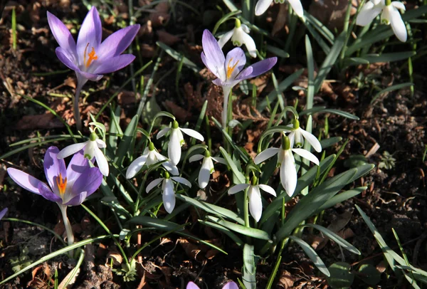 Çiğdemler Bloom bahar bahçe