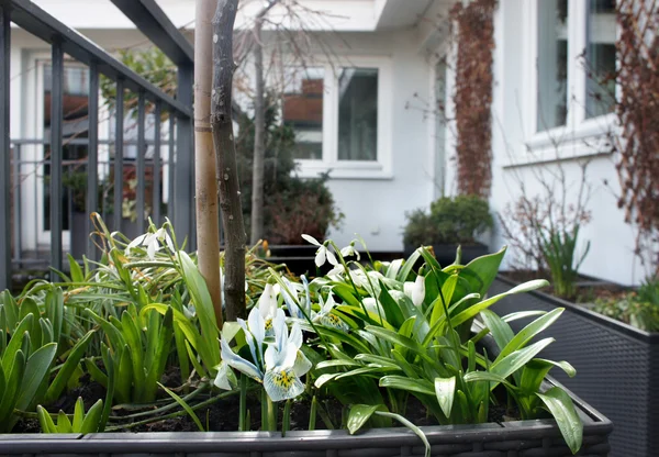 Beautiful modern terrace with snowdrops — Stock Photo, Image