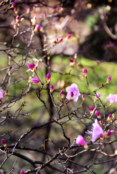 Úžasná jarní stromy v květu — Stock fotografie