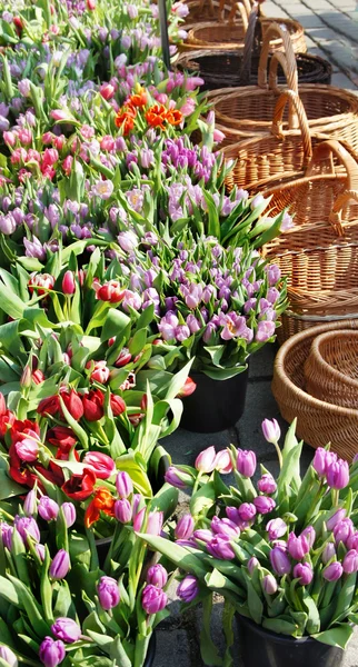 Mercado com muitas tulipas — Fotografia de Stock