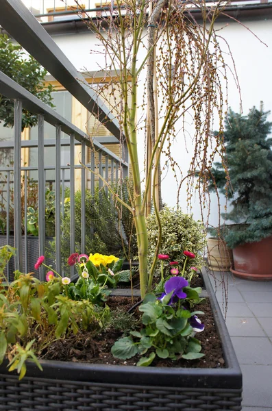 Belo terraço moderno com mistura de primavera — Fotografia de Stock