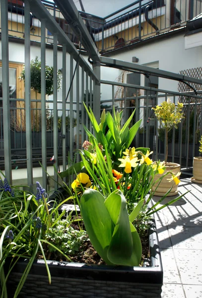 Hermosa terraza moderna con mezcla de flores de primavera — Foto de Stock