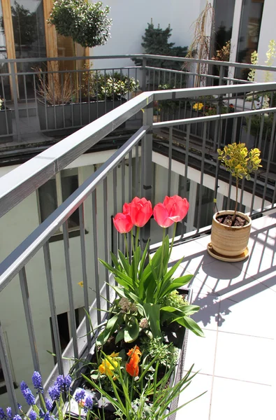 Schöne moderne Terrasse mit einer Mischung aus Frühlingsblumen — Stockfoto