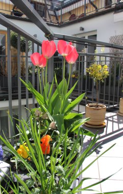 Bahar çiçekleri karışımı ile güzel modern Teras