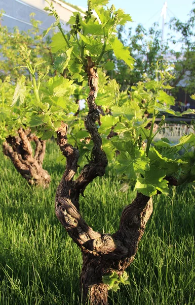 Hermoso campo con uvas — Foto de Stock