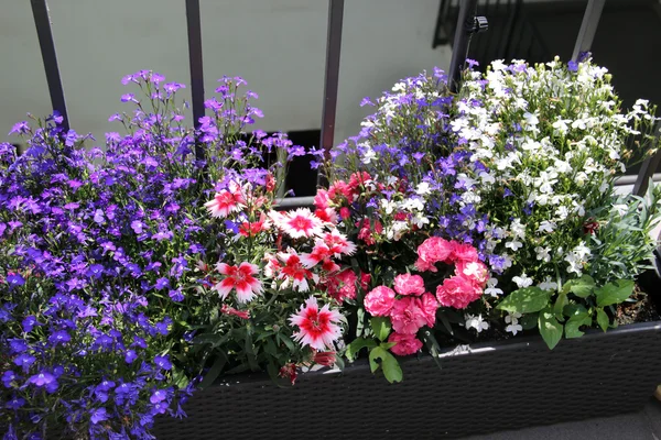 Hermosa terraza moderna con mezcla de flores de verano —  Fotos de Stock