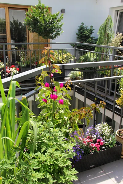 Schöne moderne Terrasse mit einer Mischung aus Sommerblumen — Stockfoto