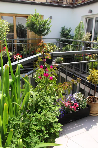 Mooie moderne terras met mix van zomerbloemen — Stockfoto