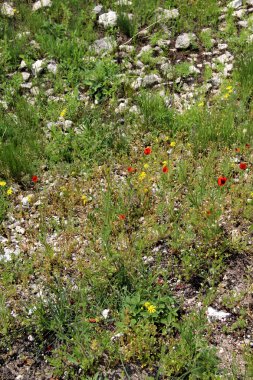 Doğa ve flora Moldova