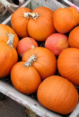 Büyük karışımı Halloween pumpkins, sonbahar