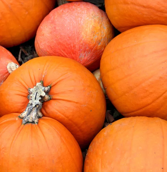 Big mix of Halloween pumpkins, fall — Stock Photo, Image
