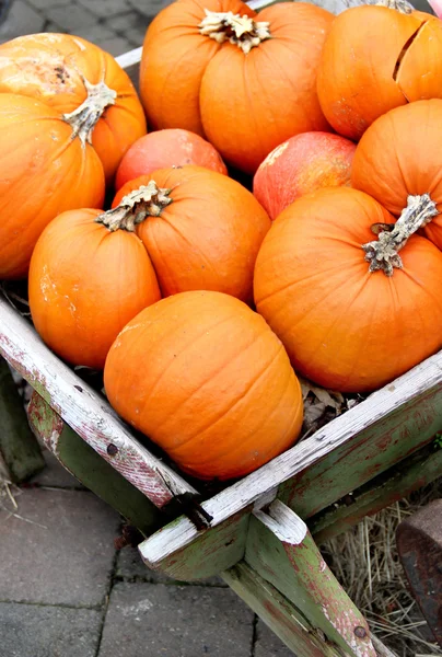 Большая смесь Хэллоуин тыквы, осень — стоковое фото