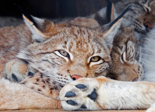 Noord Lynx Dit Grootste Van Alle Lynxen Paws Zijn Groot — Stockfoto
