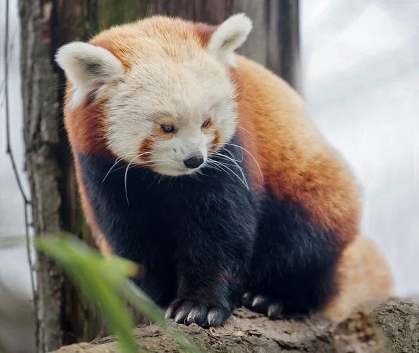 Panda Rossa Una Maschera Sul Viso Conduce Uno Stile Vita — Foto Stock