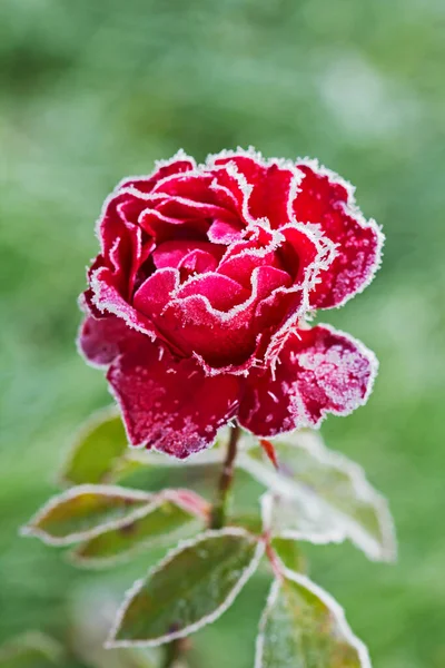Róża Mrozie Pierwsze Mrozy Wybuchły Zamroziły Całe Piękno Natury — Zdjęcie stockowe