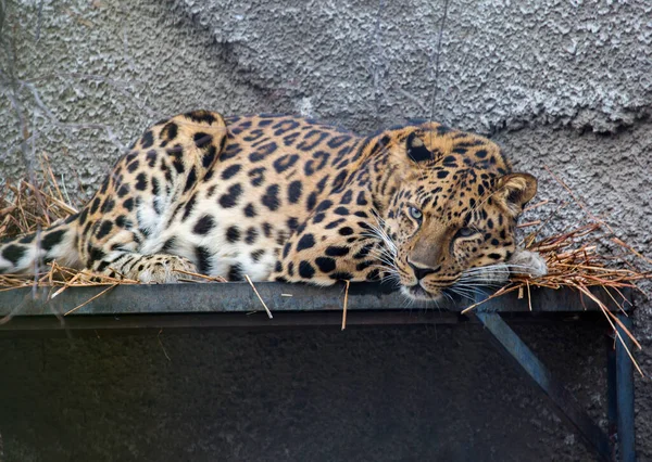 Amur Luipard Dit Een Roofzuchtig Zoogdier Uit Kattenfamilie Unieke Soorten — Stockfoto