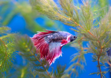 Savaşçı Siyam Balığı. Bu, en güzel akvaryum sakinlerinin temsilcisi. Balıkların doğduğu yer Güneydoğu Asya..