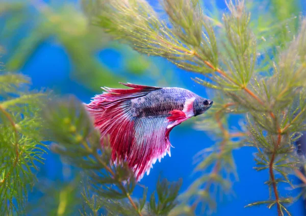 Siamesischer Kampffisch Dies Ist Ein Vertreter Der Schönsten Aquarienbewohner Geburtsort — Stockfoto