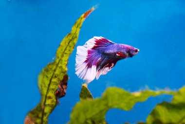 Savaşçı Siyam Balığı. Balıkların doğduğu yer Güneydoğu Asya 'dır. Uluslararası Kırmızı Kitap 'ta listelenmiştir..