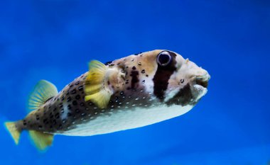 Kirpi balığı ya da balon balığı. Tehlike anında dikenlerle kaplı bir top büyüklüğünde şişen bir balık. Atlantik, Hint ve Pasifik Okyanuslarında bulunurlar..