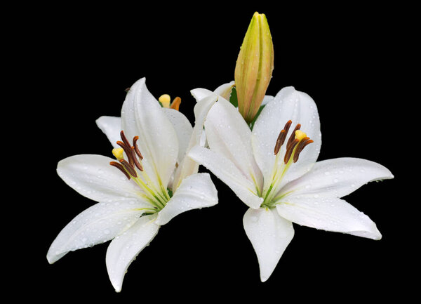 White asiatic lily.  Lilies are considered the most beautiful garden flowers, so they are often used in the landscape design of many summer cottages.