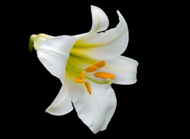 The Royal Lily. Roya lily, or Tibetan lily, or Regale lily, or Chinese lily. Flowers up to 15 cm in diameter, white with a yellow center, the outer side of the petals with a pink-purple hue.