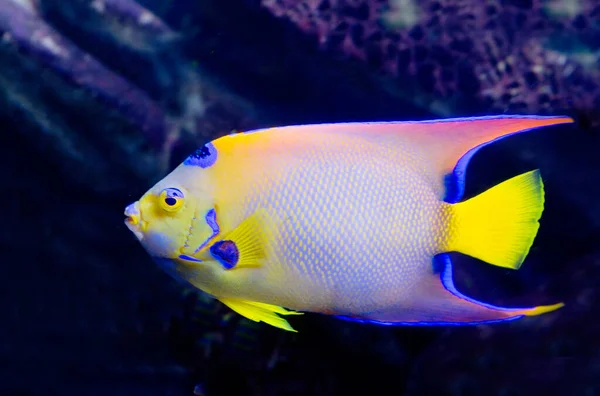 Isabelita Queen Angelfish Spot Head Resembles Crown Angel Received One — Fotografia de Stock