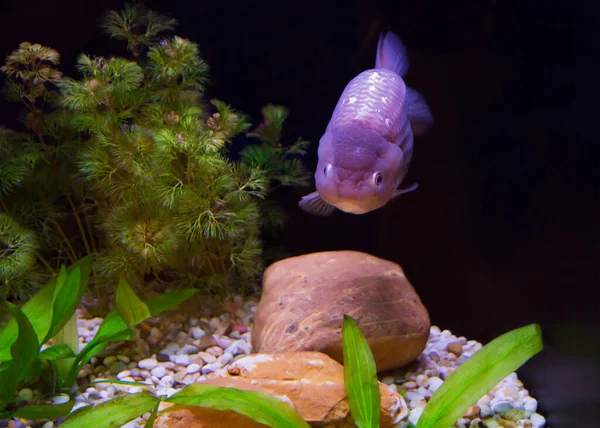 Lionhead Goldfish Has Short Rounded Body Dorsal Fin Area Gill — Foto Stock