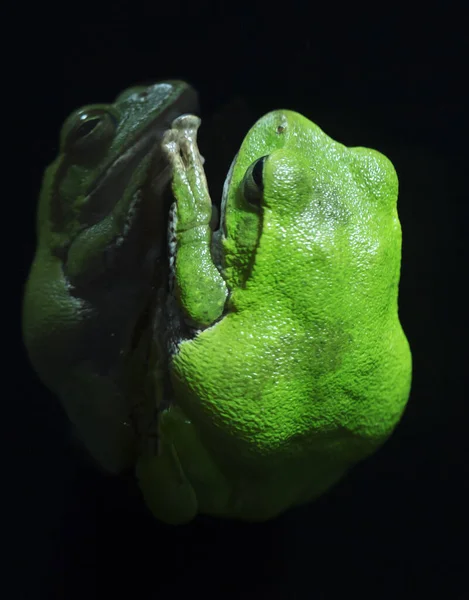 Schlegels Green Tree Frog Sedí Skle Jsou Nejpestřejší Představitelé Řádu — Stock fotografie