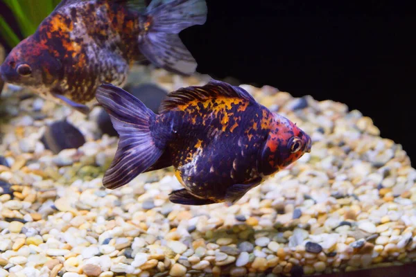 Pesce Rosso Ryukin Questa Una Delle Razze Ornamentali Artificialmente Coltivate — Foto Stock