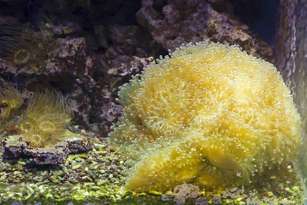 Відправлення Корал Хаммер Кораловий Риф Він Поширений Тихому Океані Досягаючи — стокове фото