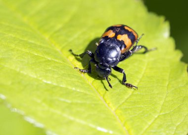 Yaygın mezar kazıcı böcek (Nicrophorus vespillo). Bu isim ona çok sayıda leşi yok eden bir hademe olduğu için verilmiştir..