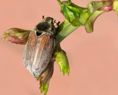 Haziran böceği ya da Cockchafer. Bu bir bitkisel baş belası. Nisan, Mayıs 'ta bu böcekler filizlenen tomurcukların ve yumuşak taze yaprakların posasını aktif olarak yerler ağaçları, çalıları, çiçek açan bitkileri yok ederler. Uzunluğu 22-29 mm.. 