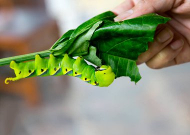 Büyük Ölüm 'ün Kafa Şahini ya da Arı Hırsızı Tırtıl. Tırtıl 13-14 cm uzunluğundadır, vücudun son kısmında boynuz benzeri bir işlemle. Sarıya, yeşile, kahverengiye boyanabilirler. Kenarlarında mavi çizgiler vardır. Bölge Güney - Doğu Asya.
