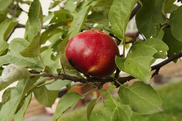 An apple on a branch. The apple is the oldest and most common fruit among people of different countries.