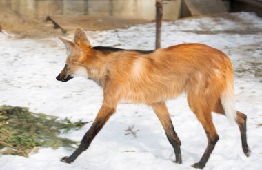 Maned Wolf. Köpek familyasından yırtıcı bir memelidir. Yunanca 'dan tercüme edilirse, adı 