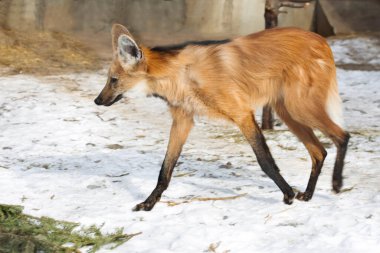 Maned Wolf. Köpek familyasından yırtıcı bir memelidir. Yunanca 'dan tercüme edilirse, adı 