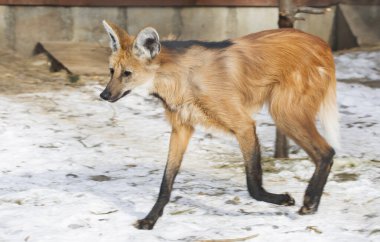 Maned Wolf. Köpek familyasından yırtıcı bir memelidir. Yunanca 'dan tercüme edilirse, adı 