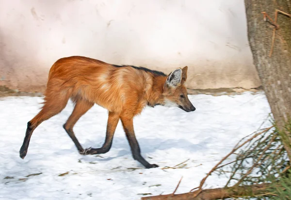 Maned wolf.It is a predatory mammal of the canine family. Translated from Greek, its name means \