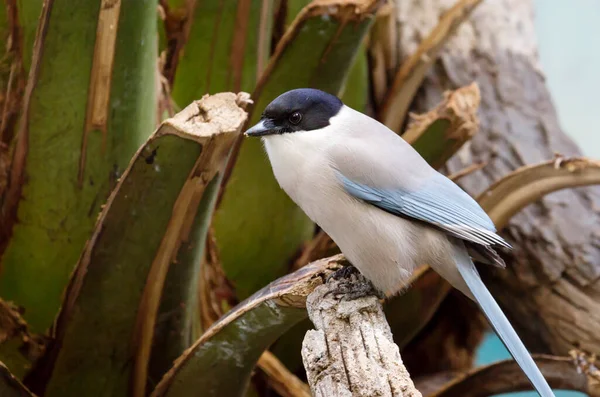 Azure-winged magpie.  This bird is slightly larger than a starling. A bird with smoky gray body shades, blue wings and tail, and a black hat. Lives in East Asia.