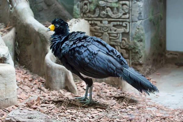 Siyah (ibikli) testere. Güney Amerika 'da bulunan ve tropik tavuk kuşlarıyla akraba olan hindi büyüklüğünde büyük bir kuştur. Başında büyük bir kuş tüyü arması var..