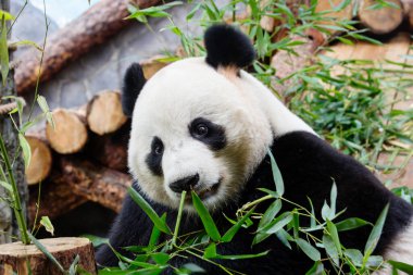 Dev Panda. Bu hayvan sadece Çin 'in birkaç batı eyaletinin dağ ormanlarında bulunur..
