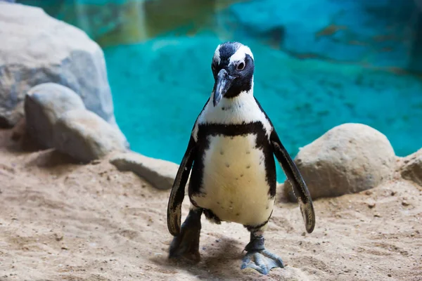 Humboldti pengueni. Uçamayan bir kuş. Tropiklerde yaşayan tek penguenler bunlardır. Şili ve Peru 'nun kayalık kıyılarında ürerler..