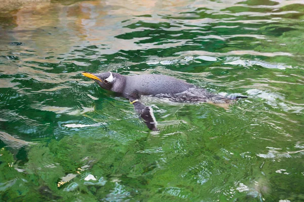 Gentoo penguin swims in the water.The main plumage is black. It is distinguished by a white spot near the eyes. He holds the world record for underwater swimming. It can reach speeds of up to 36 km / h! They dive to a depth of 200 meters.