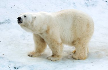 Kutup ayısı. Tipik bir Kuzey Kutbu sakini. Bu etobur mezhebinin en büyük temsilcisi..