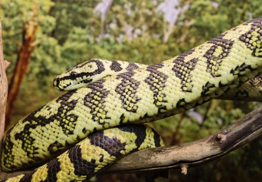 Halı pitonu. Yılan yaklaşık iki metre uzunluğunda, orta büyüklüktedir. Avustralya ve Yeni Gine 'deki nehirlerin yakınlarındaki tropikal altı ormanlarda yaşar. Pitonlar küçük memeliler ve kuşlarla beslenir. Yumurtlayarak çoğalırlar..