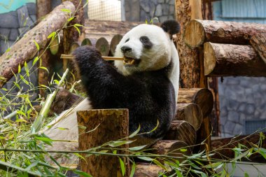 Dev Panda. Bu, tuhaf siyah beyaz önlük rengine sahip bir memeli. Büyük panda sadece Çin 'in birkaç batı eyaletinin dağ ormanlarında bulunur..
